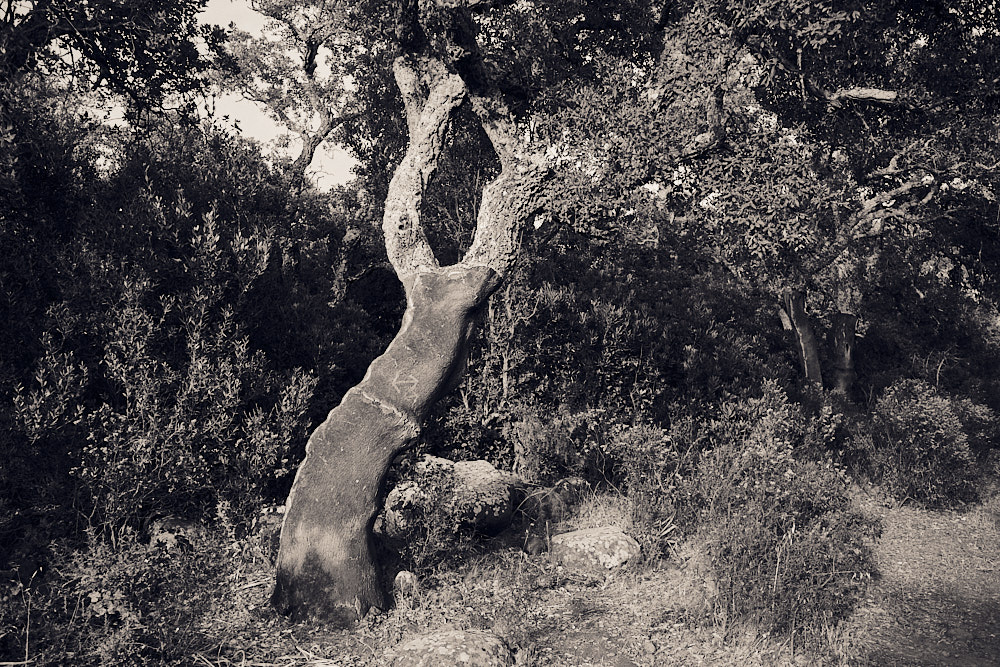 Home 2 fotografo d'autore