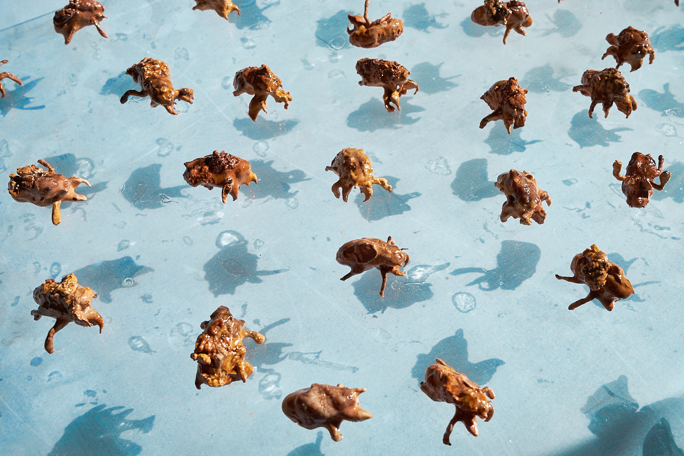 servizi fotografici professionali per artisti